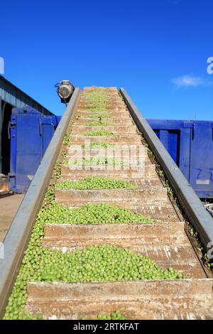 Operazioni di trebbiatura di macchine agricole nell'azienda agricola, Cina settentrionale Foto Stock