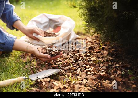 Donna che pacciamatura terreno con trucioli di corteccia in giardino, primo piano Foto Stock