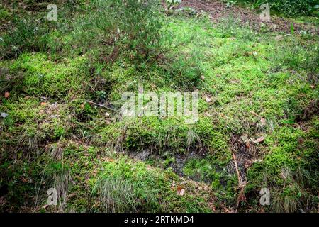 Immagine di una roccia ricoperta di muschio. I muschi sono piccole piante non vascolari senza fiori della divisione tassonomica Bryophyta sensu stricto. Bryophyta può Foto Stock