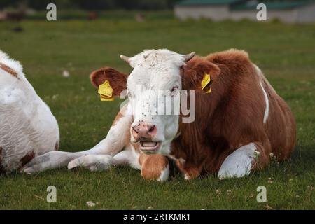 Foto di una giovane vacca holstein che si rilassa a Zasavica, in Serbia e che pascolano. L'Holstein Frisone è una razza internazionale o un gruppo di razze di dai Foto Stock