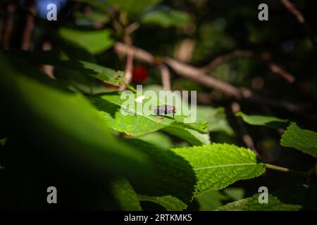 Immagine di un macro shot di una sarcofaga carnaria in piedi su una foglia verde. La Sarcophaga carnaria o mosca a polpa comune è una specie europea di carne Foto Stock