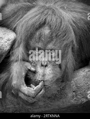 Primo piano Bornean Organgutan (Pongo pygmaues) in bianco e nero Foto Stock