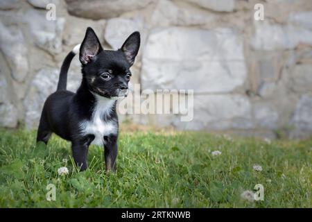 cucciolo di chihuahua in giardino su uno sfondo di muro di pietra Foto Stock