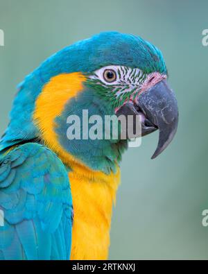 Ritratto ravvicinato del profilo di macaw blu e giallo (Ara arauna) Foto Stock