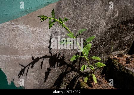 WA23610-00...WASHINGTON - silhouette di un cardo sulla parete di cemento di un bunker nello storico Fort Worden nel Fort Worden State Park, Foto Stock