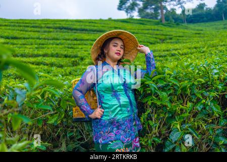 Un contadino asiatico che indossa un cappello di bambù mentre nel pomeriggio si trova nel mezzo di una piantagione di tè Foto Stock