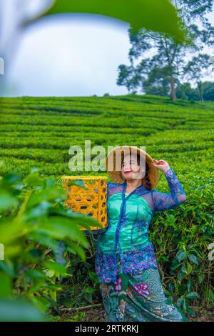 Un contadino asiatico che indossa un cappello di bambù mentre nel pomeriggio si trova nel mezzo di una piantagione di tè Foto Stock