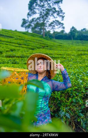 Un contadino asiatico che indossa un cappello di bambù mentre nel pomeriggio si trova nel mezzo di una piantagione di tè Foto Stock