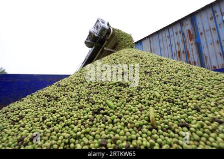 Operazioni di trebbiatura di macchine agricole nell'azienda agricola, Cina settentrionale Foto Stock