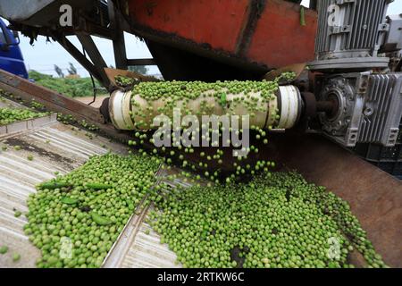 Operazioni di trebbiatura di macchine agricole nell'azienda agricola, Cina settentrionale Foto Stock