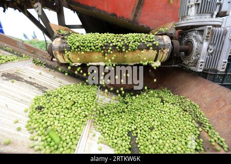 Operazioni di trebbiatura di macchine agricole nell'azienda agricola, Cina settentrionale Foto Stock