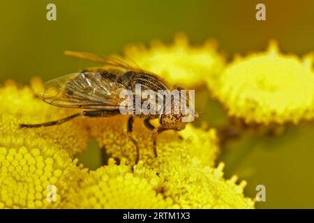 Primo piano naturale dettagliato sul piccolo dronefly dagli occhi macchiati, Eristalinus sepulchralis su un fiore giallo Tansy Foto Stock