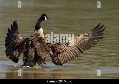 Una splendida oca canadese (Branta canadensis) che fa una piacevole nuotata in un lago tranquillo Foto Stock