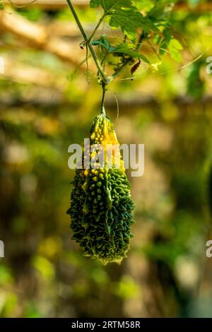 Il melone amaro è noto anche come zucca amara o Momordica charantia. È anche noto come melone amaro, cetriolo, balsamo-pera, mela o zucca Foto Stock