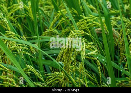 È la coltura principale del continente asiatico. Il riso è il loro cibo principale. Ci sono più tipi diversi di cibo a base di riso. In Asia viene prodotto più riso. Foto Stock