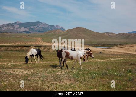 un branco di cavalli pascolano in una radura di montagne nella natura Foto Stock