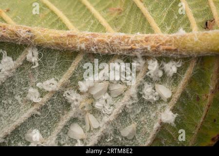 macchie di piccoli trialeurodes vaporariorum su foglia Foto Stock