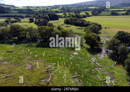 Centinaia di tronchi collocati sulla pianura alluvionale appena formata sul fiume Aller nel National Trust Holnicote Estate, Exmoor, Somerset, dove il primo tentativo su larga scala di creare un ambiente più naturale, le zone umide e il paesaggio diversificate e resilienti nel Regno Unito contribuiranno ad affrontare gli impatti dei cambiamenti climatici, come le inondazioni e la siccità. Data foto: Mercoledì 13 settembre 2023. Foto Stock