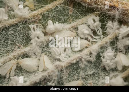 macchie di piccoli trialeurodes vaporariorum su foglia Foto Stock