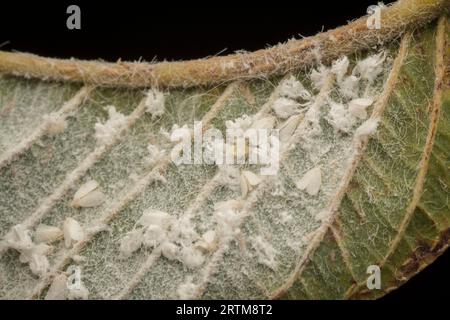 macchie di piccoli trialeurodes vaporariorum su foglia Foto Stock