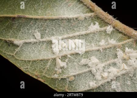 macchie di piccoli trialeurodes vaporariorum su foglia Foto Stock