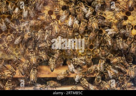 Sciame di api in un alveare per la produzione di miele, apicoltura, primo piano Foto Stock