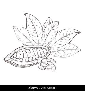 Serie di illustrazioni vettoriali di foglie di cacao e baccello di fagioli crudi non pelati aperto, semi staccati. Contorno nero della diramazione, disegno grafico. Per Illustrazione Vettoriale