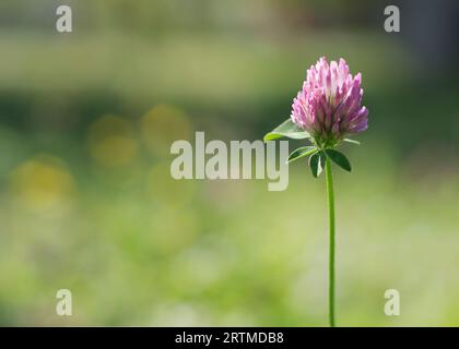 Trifoglio o Trifolium pratense inflorescenza. Fioritura di trifoglio di prato viola con alternanza, tre foglie di foglietto. Trifoglio selvatico Foto Stock