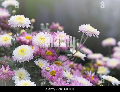 Bouquet di fiori di crisantemo bianco e viola Foto Stock