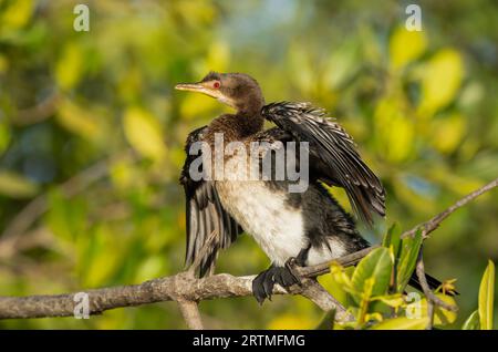 Cormorano dalla coda lunga - Kotu Creek, Gambia, Africa Foto Stock