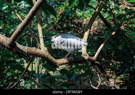 L'airone notturno a cronaca nera (nycticorax nycticorax) seduto su un ramo d'albero Foto Stock