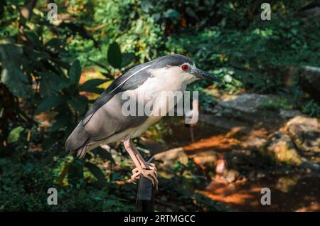 Airone notturno in cronwed nero (nycticorax nycticorax) Foto Stock