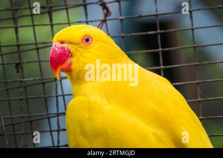 Ritratto della testa di un pappagallo giallo con becco rosso (pappagallo indiano con collo ad anello) Foto Stock