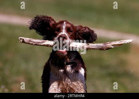 Springer Spaniel che gioca in un campo. Burgundy. Francia. Foto Stock
