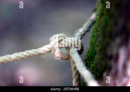 Corda intorno al tronco dell'albero, corda con nodo intorno all'albero. Foto Stock