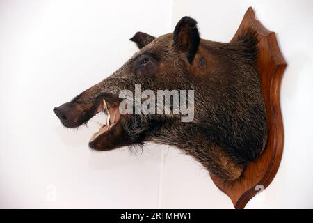 La testa di un cinghiale montato su un muro dopo essere stato cacciato e ripieno da un tassidermista. Burgundy. Francia. Foto Stock