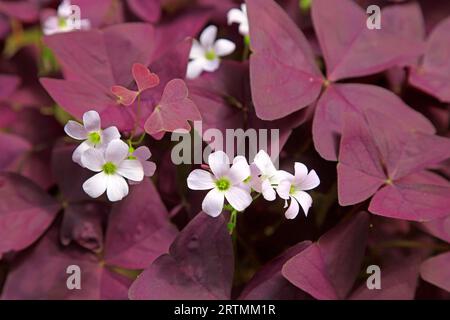 Shamrock viola allo stato naturale Foto Stock