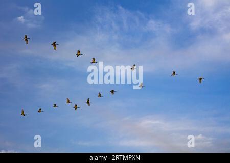 Uccelli che volano sul delta del fiume Saloum in Senegal Foto Stock