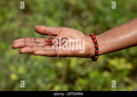 Grasshopper in mano a Toubacouta, Senegal Foto Stock