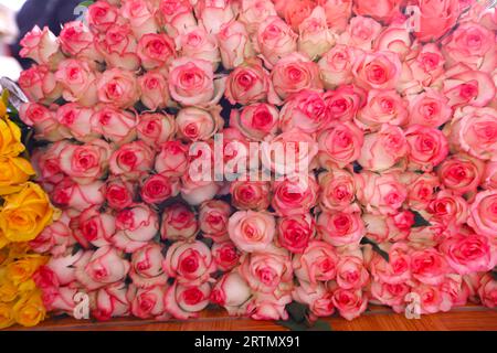 Fabbrica di fiori. Produzione di rose. Orticoltura. Dalat. Vietnam. Foto Stock