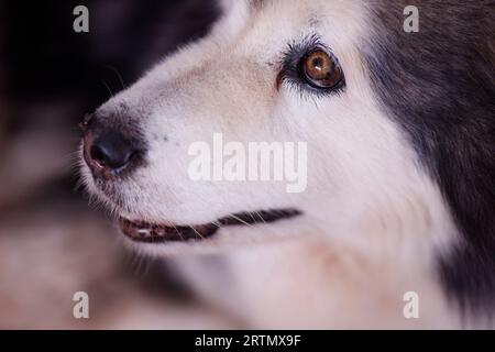 Allevamento di cuccioli. Paradise World per gli amanti degli animali domestici, tempo illimitato nel parco per cani con oltre 35 categorie diverse. Dalat. Vietnam. Foto Stock