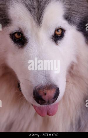 Allevamento di cuccioli. Paradise World per gli amanti degli animali domestici, tempo illimitato nel parco per cani con oltre 35 categorie diverse. Dalat. Vietnam. Foto Stock