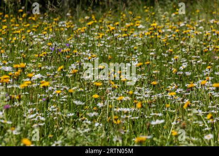 Prato con vari fiori colorati Foto Stock