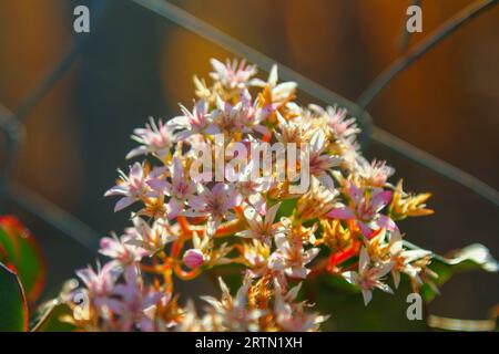 Una bella pianta con più petali rosa e bianchi. Foto Stock