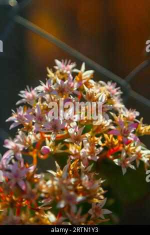 Una bella pianta con più petali rosa e bianchi. Foto Stock