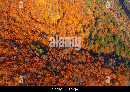 Guarda i droni a Fall's Glory: Mountain Forest in vivaci tonalità Foto Stock