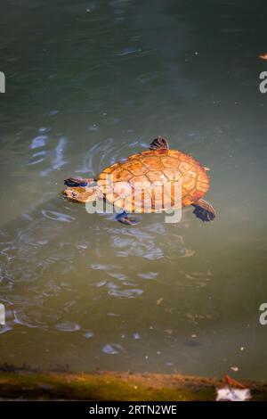 Tartaruga sega (Myuchelys latisternum) nuoto in un fiume, Australia Foto Stock