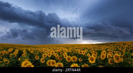 Tramonto mozzafiato: Girasoli che combattono contro la tempesta in avvicinamento Foto Stock