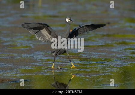 WESTERN Reef Egret - Dark Morph - Kotu Creek, Gambia Foto Stock