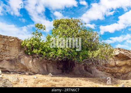 Fig Tree sulla roccia Foto Stock